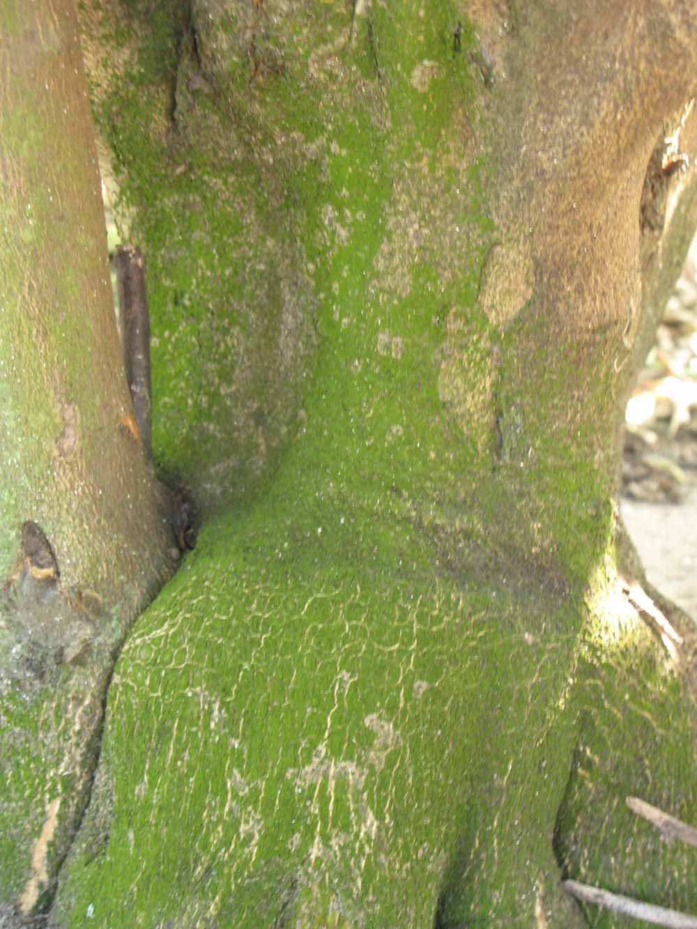            Bark (Bearss, Winter Haven, FL)   